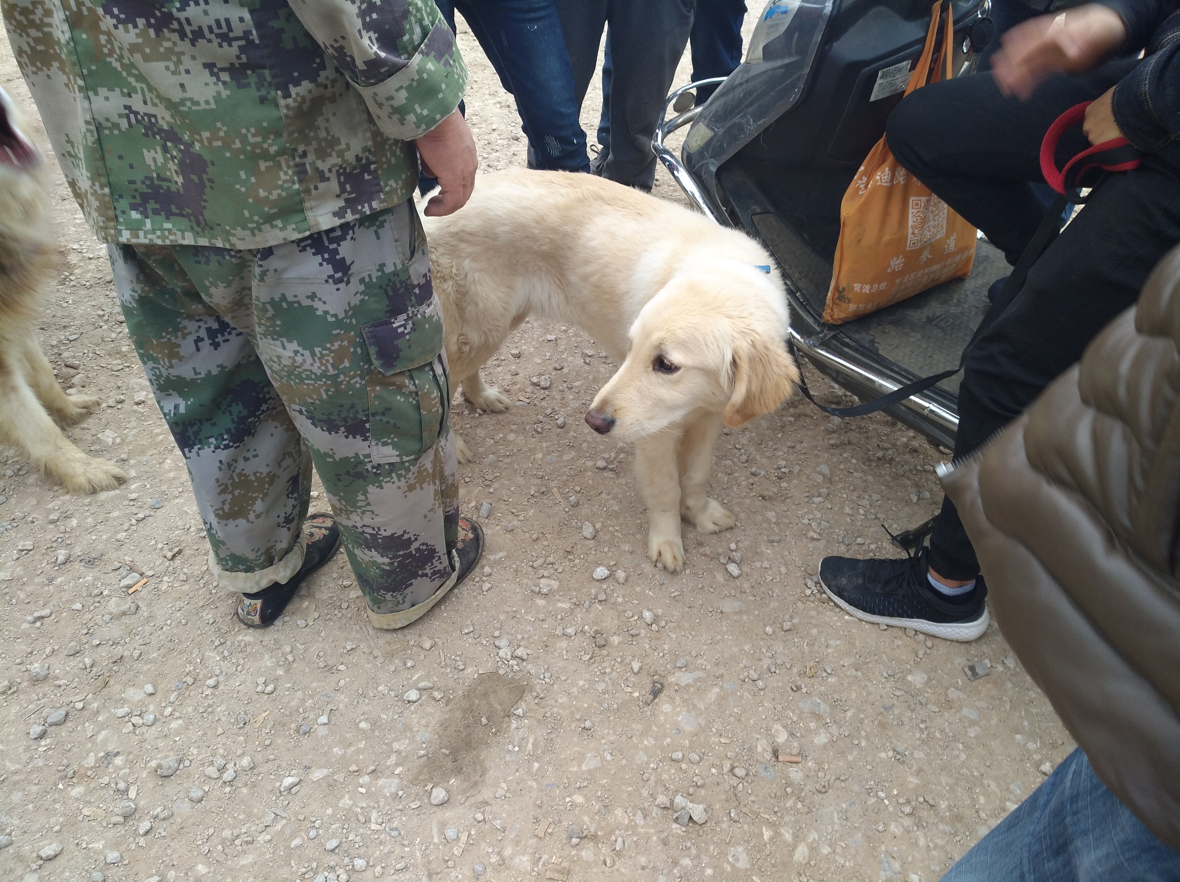 附近金毛出售近期,金毛出售1500元