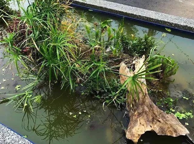 鱼池如何改导致花池,花池改鱼池如何做过滤