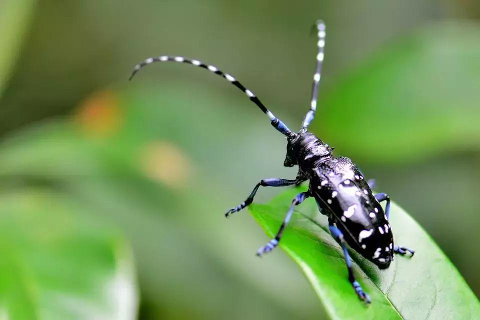 樱桃常见虫害有哪些,樱桃虫害最佳防治方法