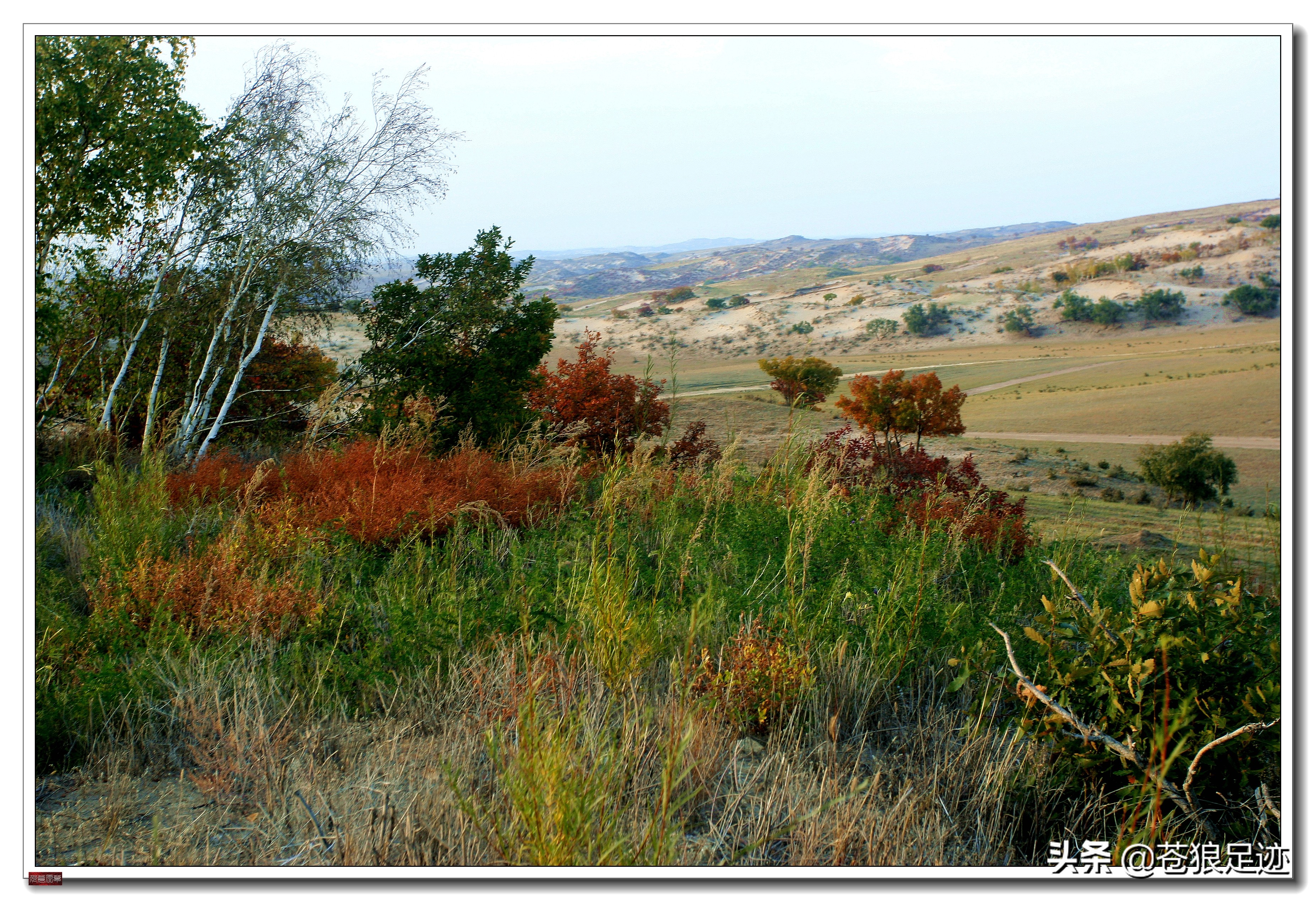 美丽的贡格尔草原风光无限,贡格尔草原上的牛羊的视频