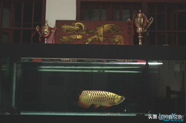 适合新手养的龙鱼品种,龙鱼对于新手来说好养吗