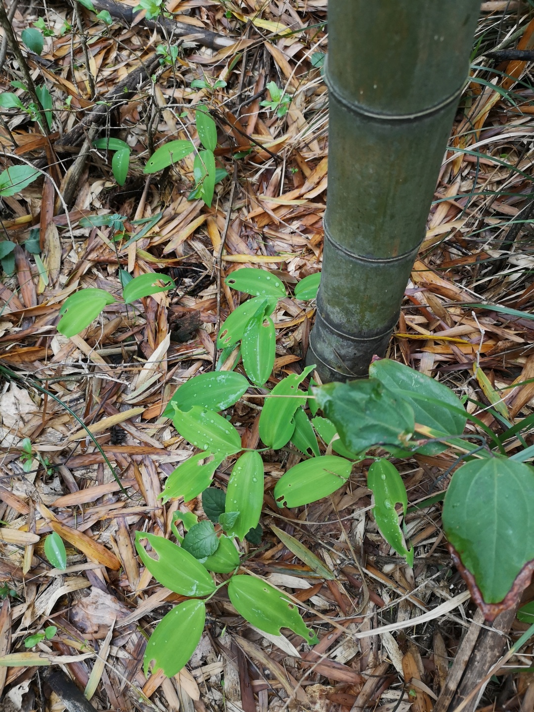 竹林深处探宝——只为了那一棵黄精