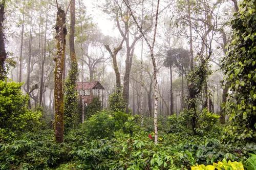 一般咖啡有哪几种咖啡,常见的十种咖啡