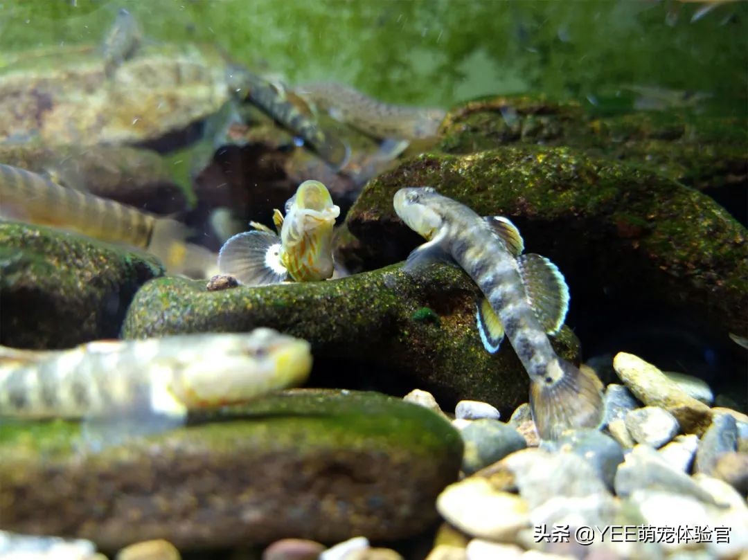 硝化细菌的五大秘诀,多加了硝化细菌该怎么处理