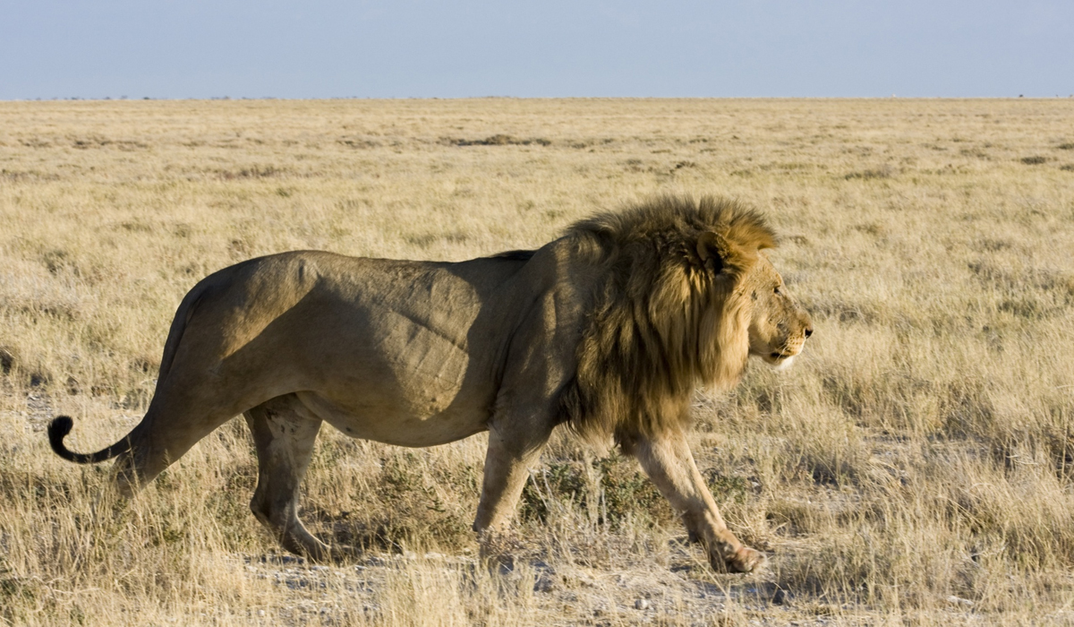 非洲野生动物中的五霸，实力应该如何排序？