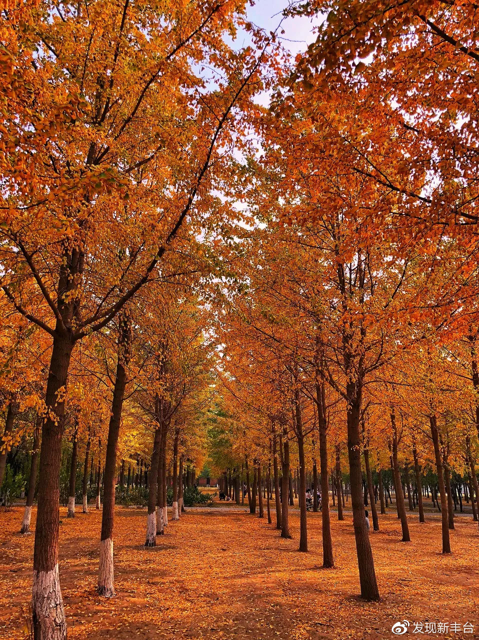 银杏叶美景推荐,银杏公园秋色的美景