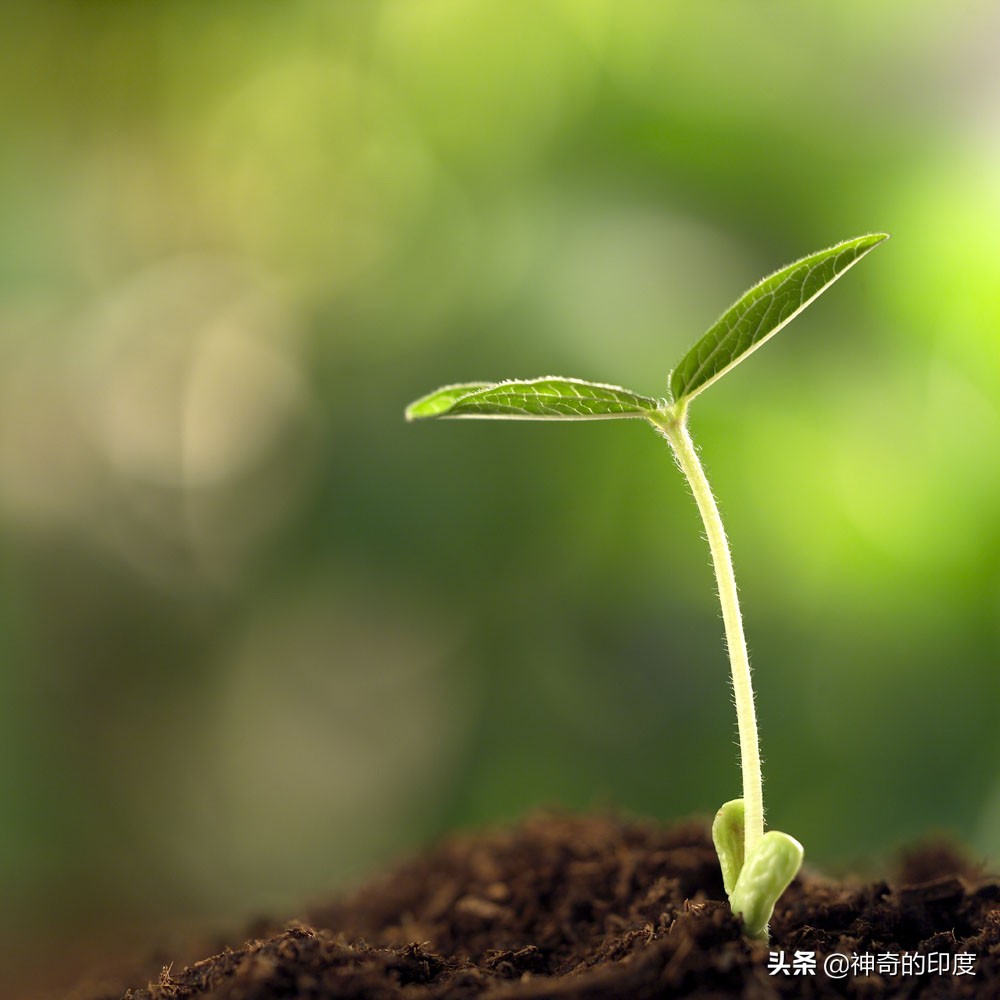 印度孟买一变态兽父深夜侵犯自己9个月大的女儿，还暴打威胁妻子