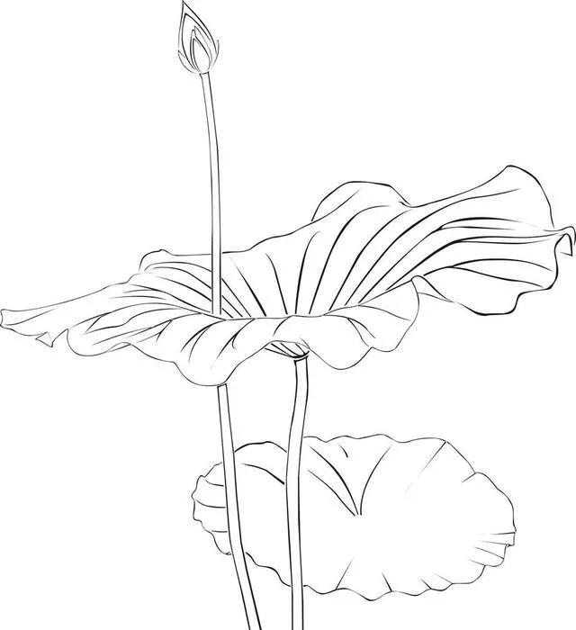 工笔荷花的各种形态白描稿,小六尺荷花工笔白描画稿