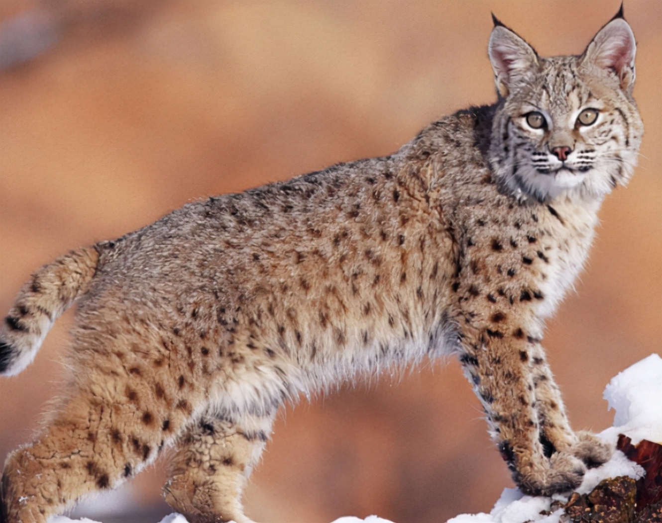 母猫交配后为什么会满地打滚，转过头攻击公猫？