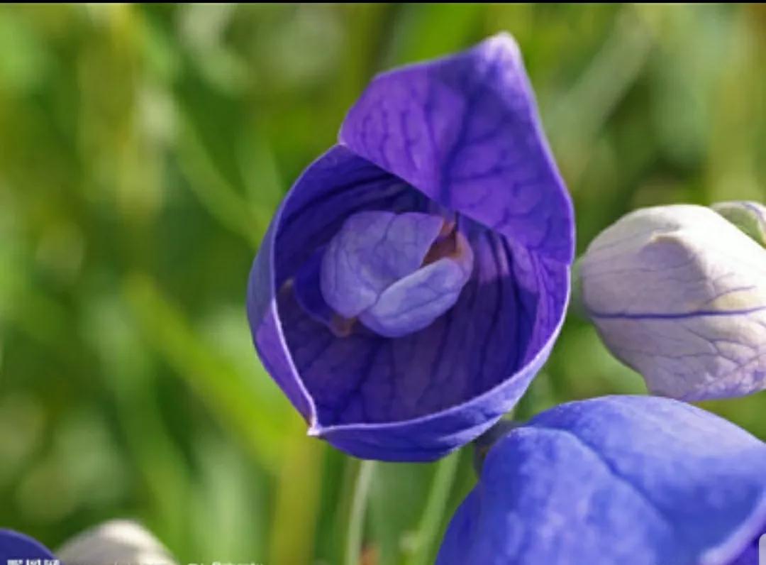 铃儿响叮当双音和弦五线谱,铃儿响叮当三级长笛