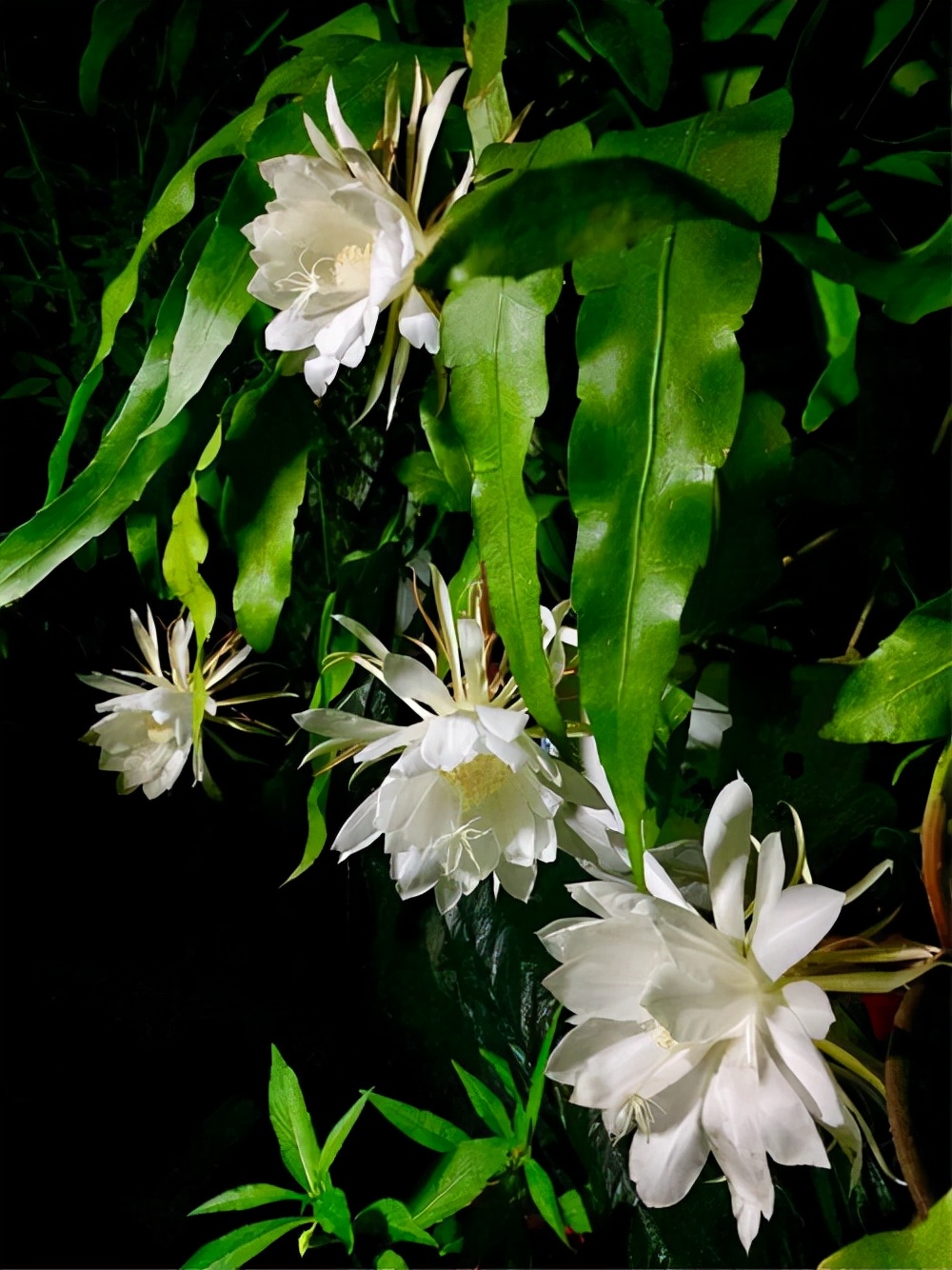 哪些花不吉利不适合养在家里,看到这10种花就买好养漂亮不怕冷