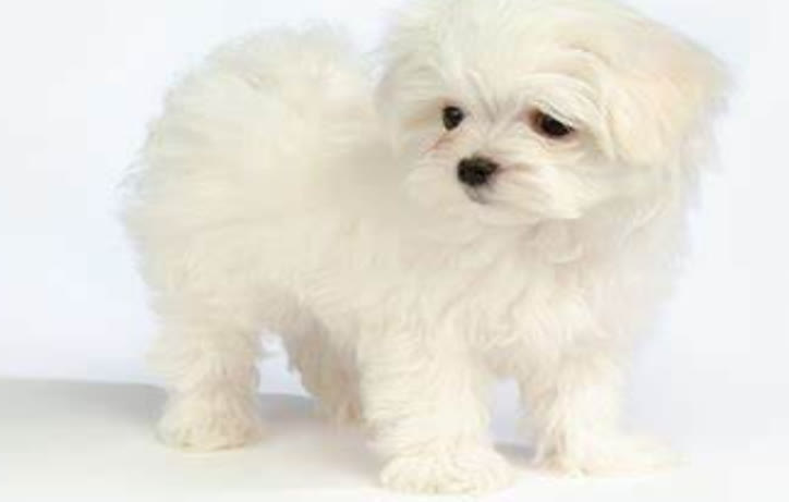 常见的小狗狗品种大全及图片,值得推荐的小狗品种有哪些