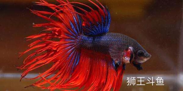 斗鱼历程,斗鱼总结