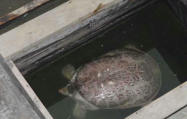 甲鱼在美国泛滥,哪个国家甲鱼泛滥了