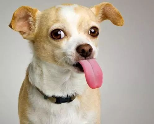 狗狗吃油腻多了拉肚子怎么治疗,狗狗拉肚子不吃食了是什么原因