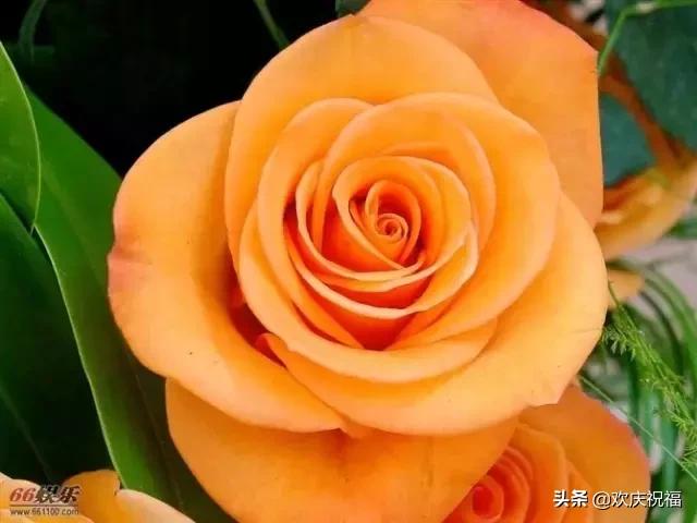 明日七夕，777幸福花送给群里所有的朋友，谁打开，谁幸福