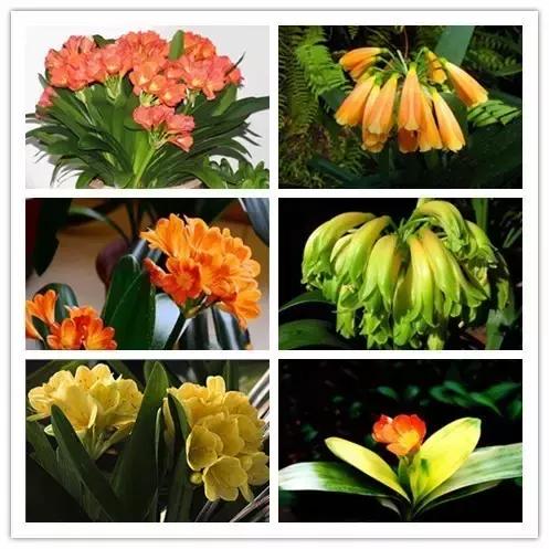 100种常见花卉资料大全,常见100种花卉介绍图片