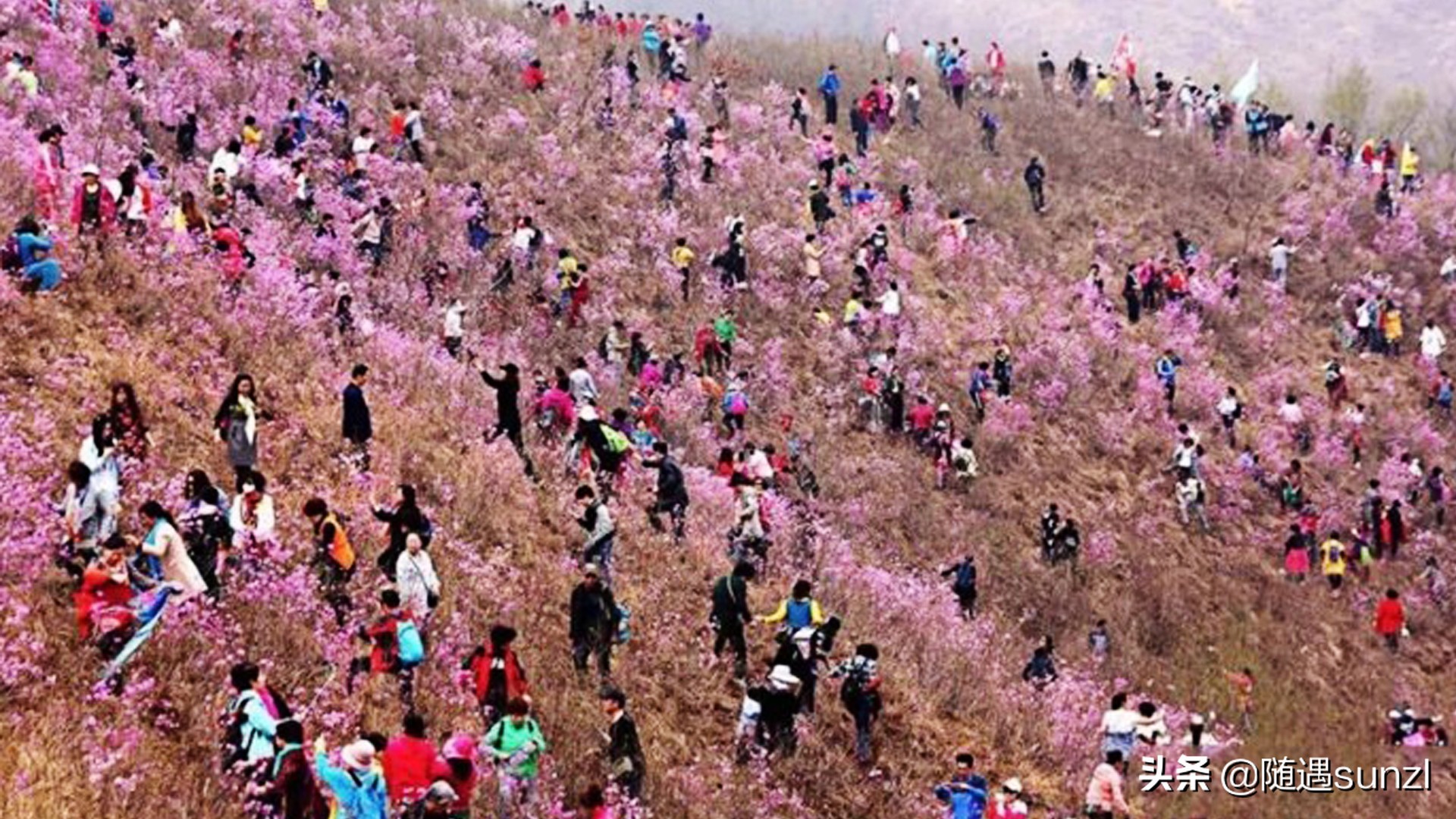 岫岩黄岭子映山红景区简介,岫岩开映山红在哪个地方