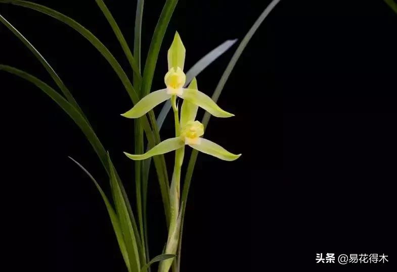 春兰春剑送春莲瓣兰蕙兰怎么分别,蕙兰春兰春剑莲瓣兰对光照的要求