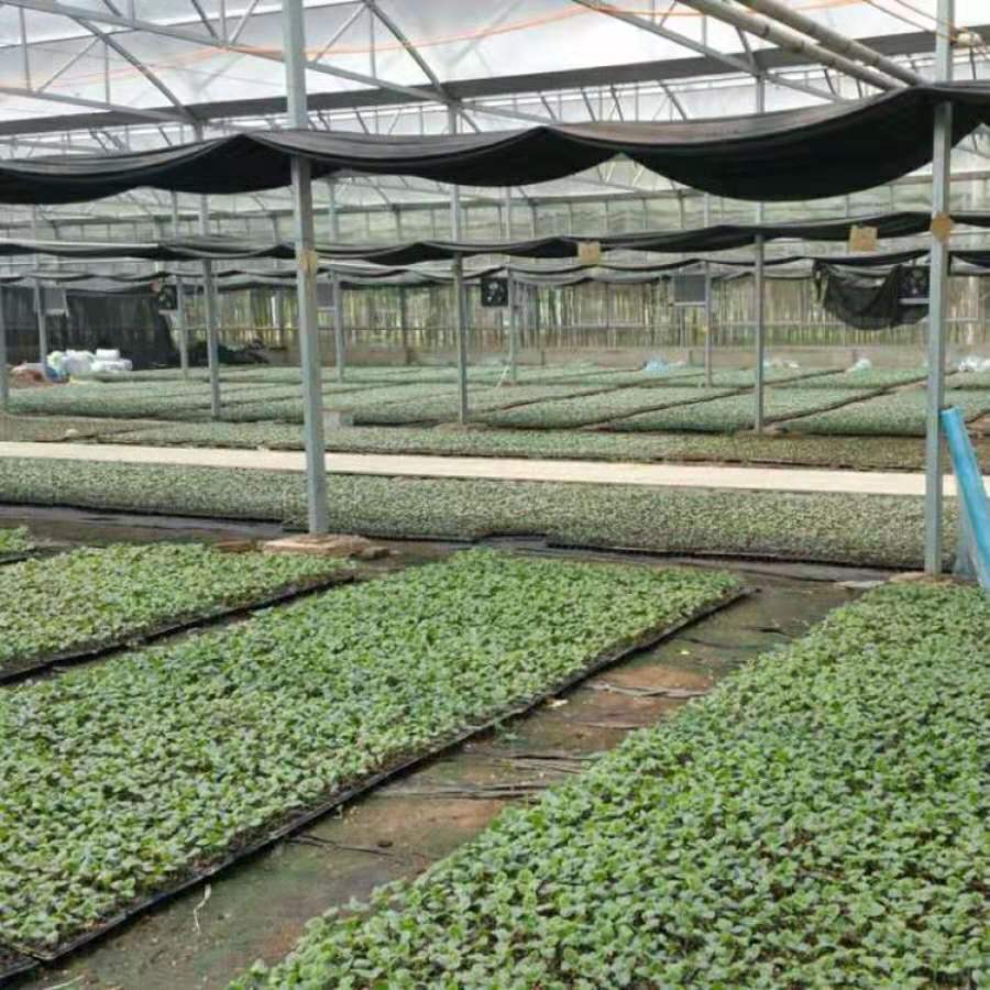 冬季塑料大棚适合种植什么蔬菜,冬季大棚种植什么蔬菜销路好