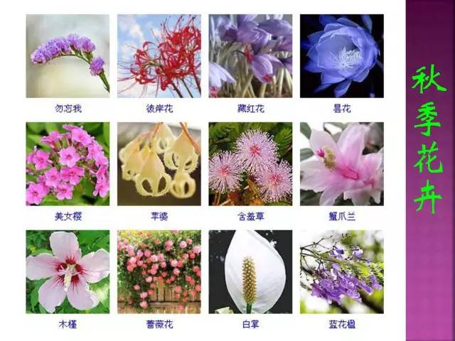 花卉大全500种观叶植物名称,1332种常见花卉植物图谱