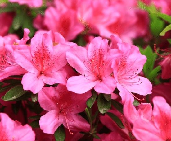 茶花是我国的十大名花吗,中国十大名花图片及花语