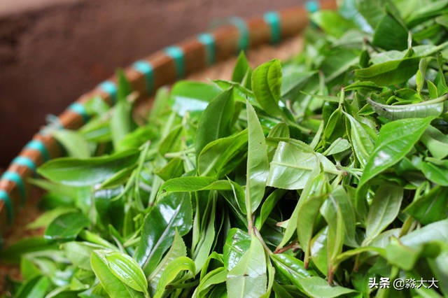 生普洱制作的全过程,生普洱制作工艺流程