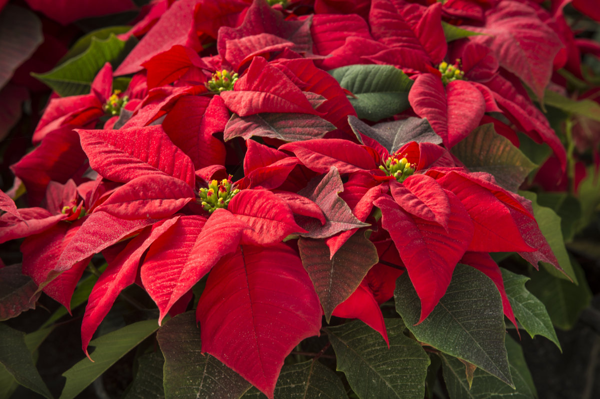 种圣诞树教程,种圣诞树