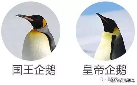 企鹅没有毛还能生活在北极,企鹅没有冰能生活吗
