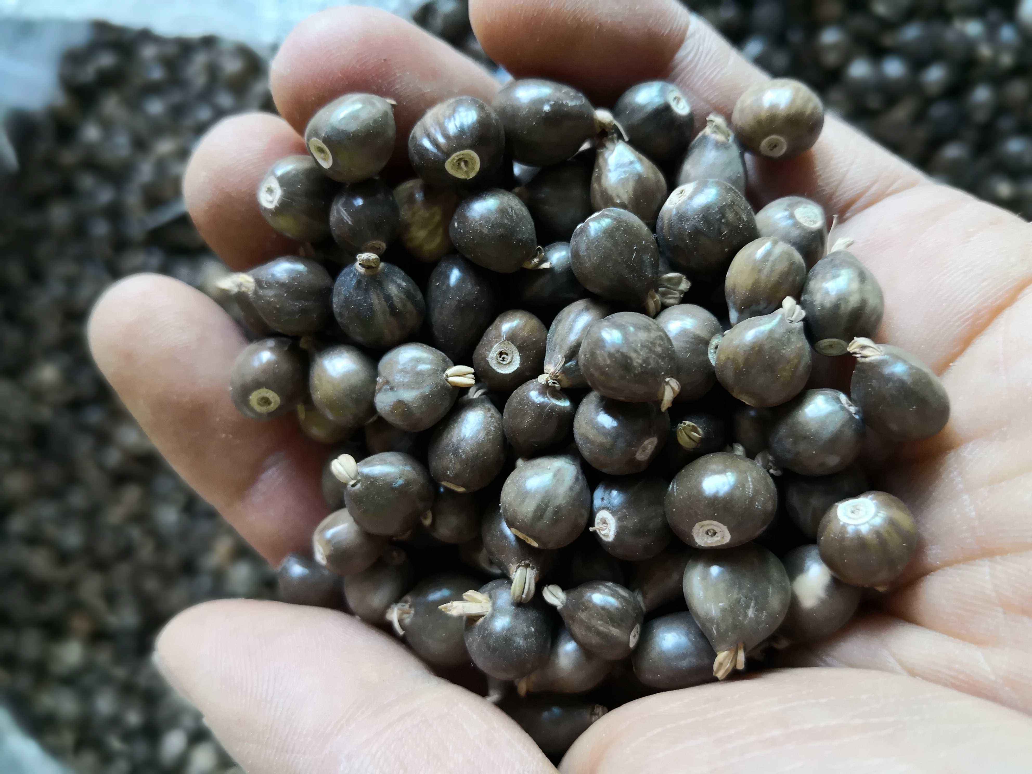 红叶枫树的种子图片,哪种枫树种子最好看