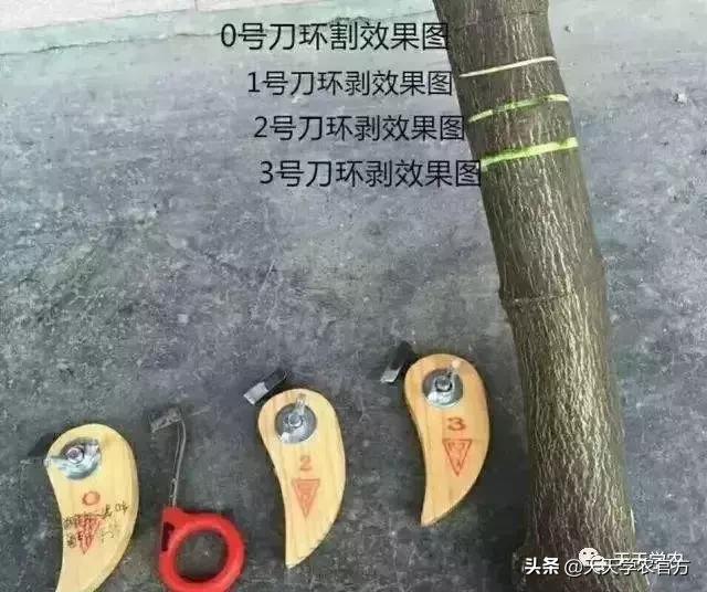 幼果期落果严重怎么补救,落果高峰期有什么表现