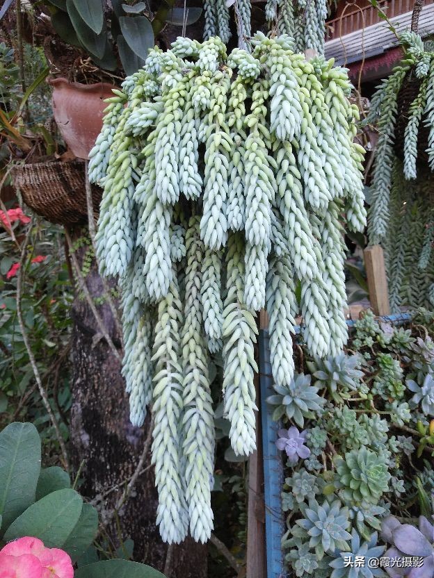 云南西双版纳的傣族园,西双版纳傣族园旅游景区