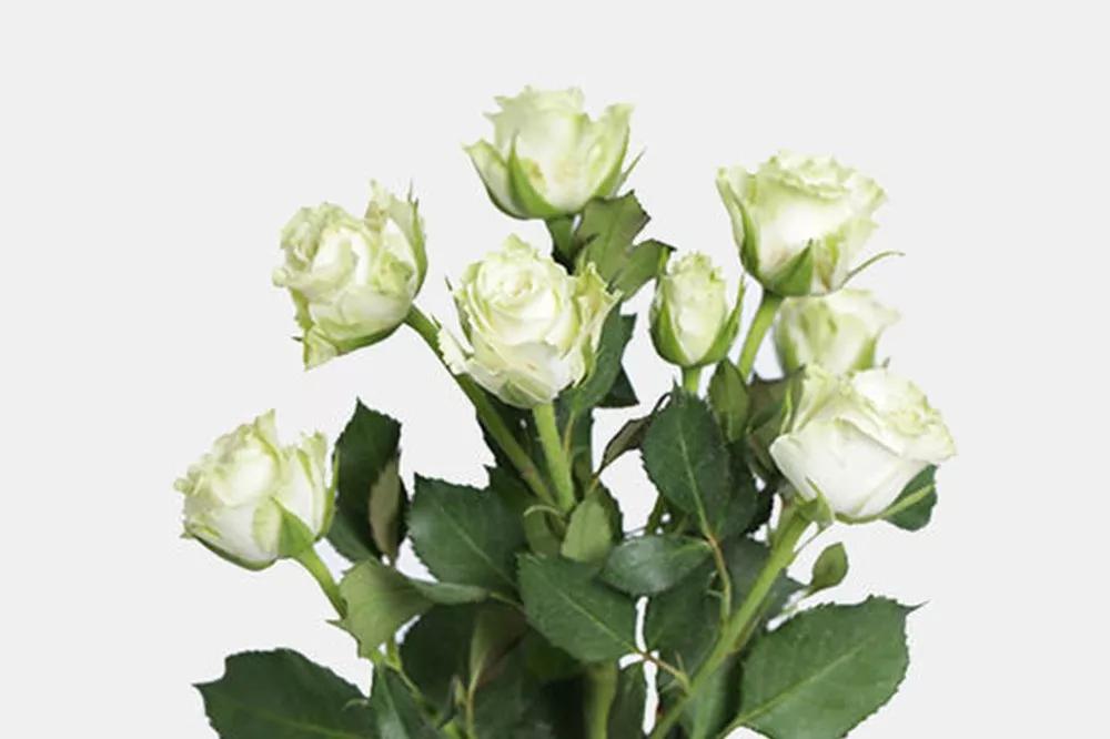 花店必备的5款玫瑰,花店常用的10款玫瑰花是哪些品种