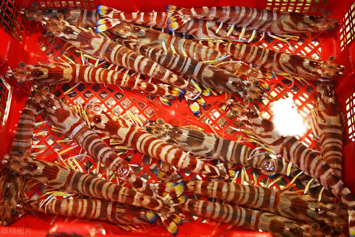 名字椒盐虾是什么意思,基围虾这个名字怎么来的