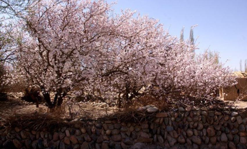 牧童遥指杏花村到底在哪里,牧童遥指杏花村的杏花村在哪里呢