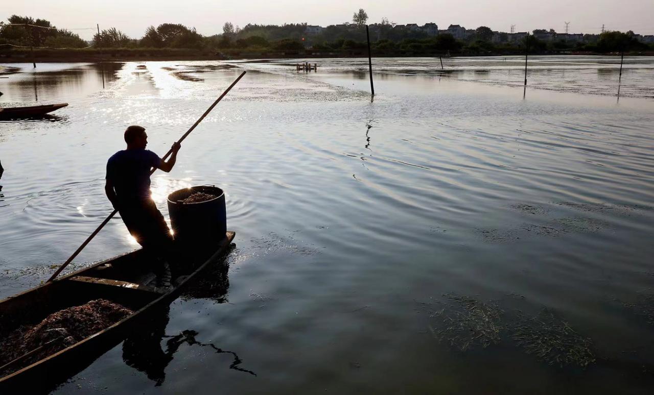 阳澄湖养殖蟹第一人,90后养蟹创业者