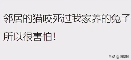 为什么猫咪那么傲娇还有人喜欢,猫咪这么可爱怎么有人舍得伤害