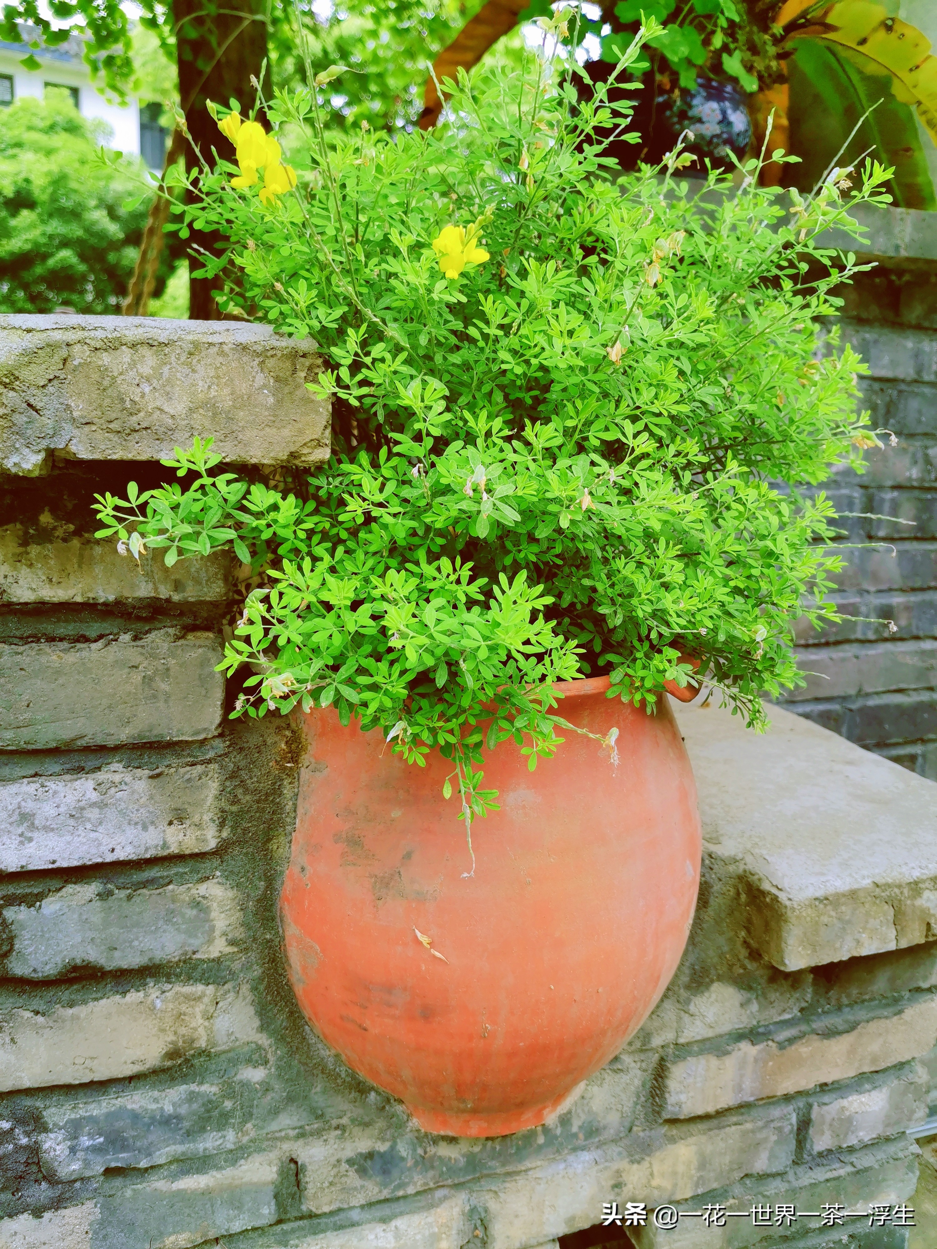 寻找巴适的成都小院（2）