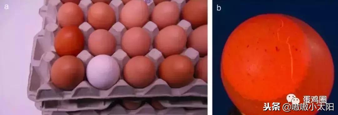 蛋壳是如何形成的？破蛋、软蛋多是咋回事？