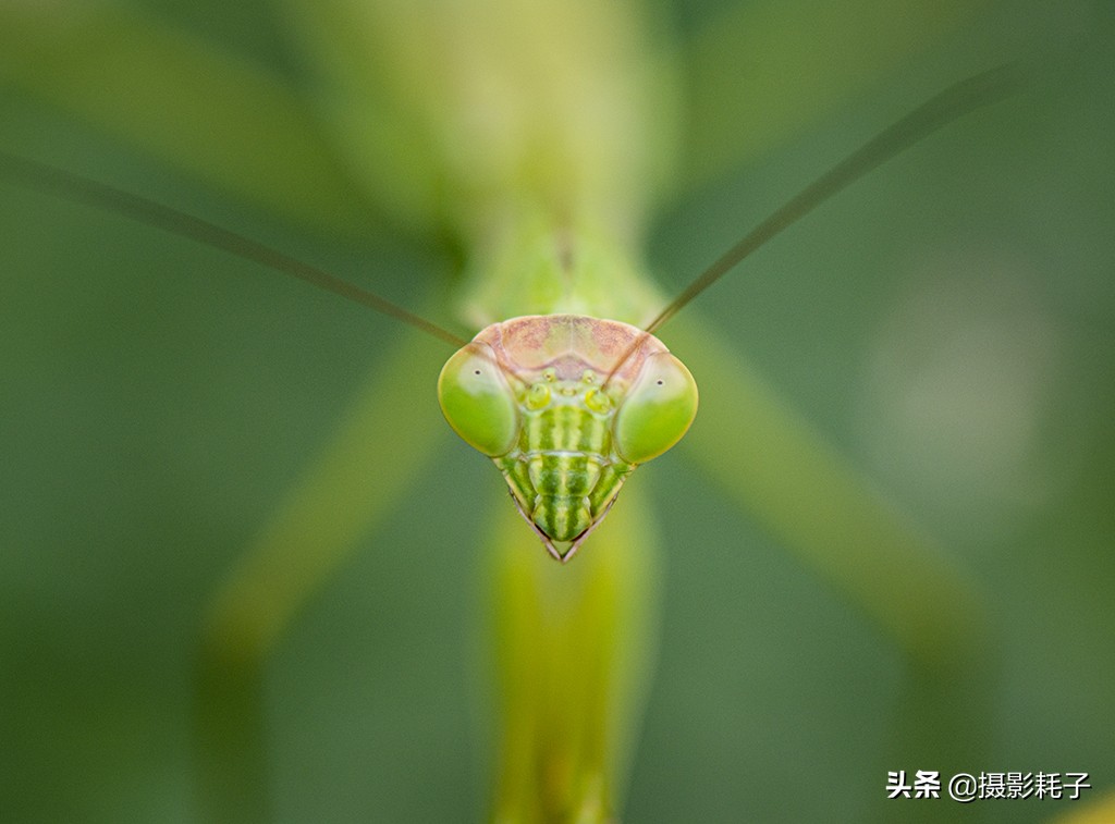 引以为傲的螳螂,勇敢的螳螂