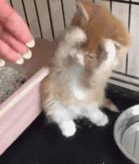 脑子一热养猫后悔怎么办,养猫后悔的原因有哪些