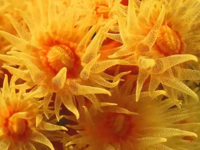 五彩斑斓的海底,五彩缤纷的海底世界介绍