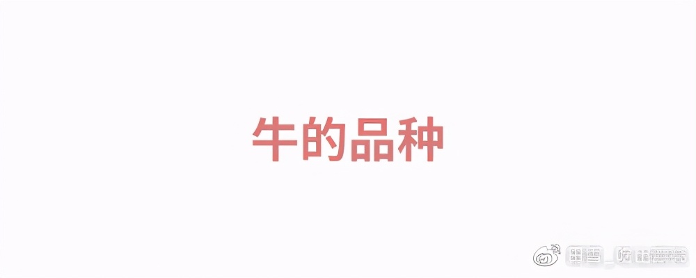 牛肉先锋|挑选好牛肉的锦囊妙计，“庖丁解牛”了解一下