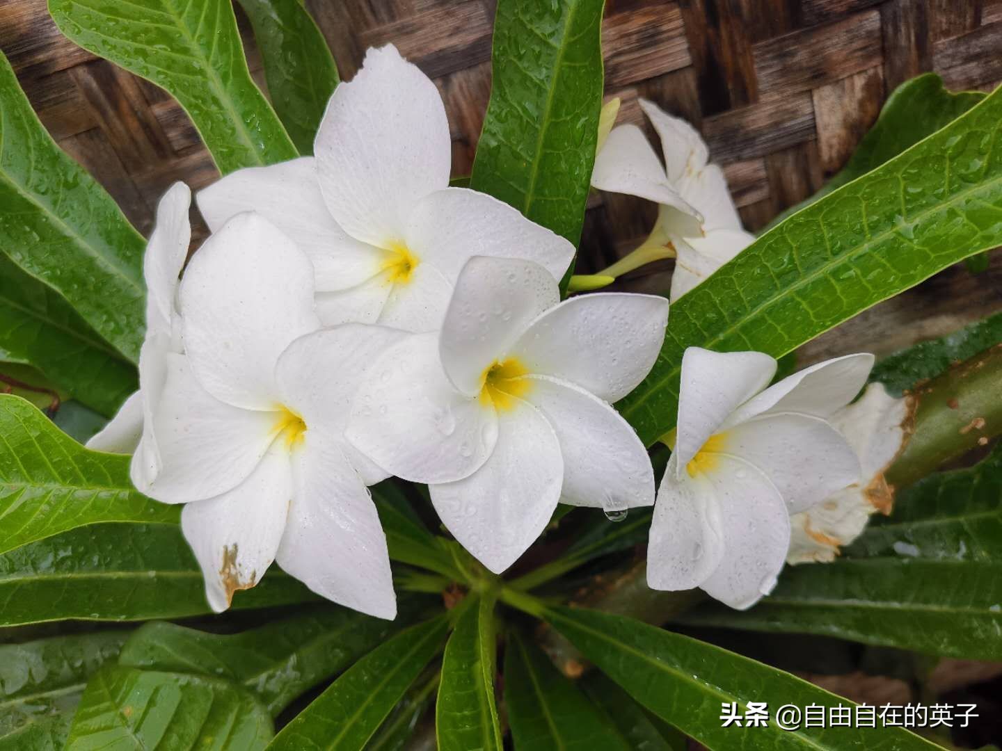 菲律宾长滩还能去吗,菲律宾长滩岛的海