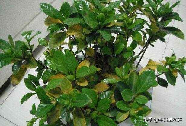 栀子花黄叶的原因及解决办法,栀子花叶片少叶子边缘发黄怎么办