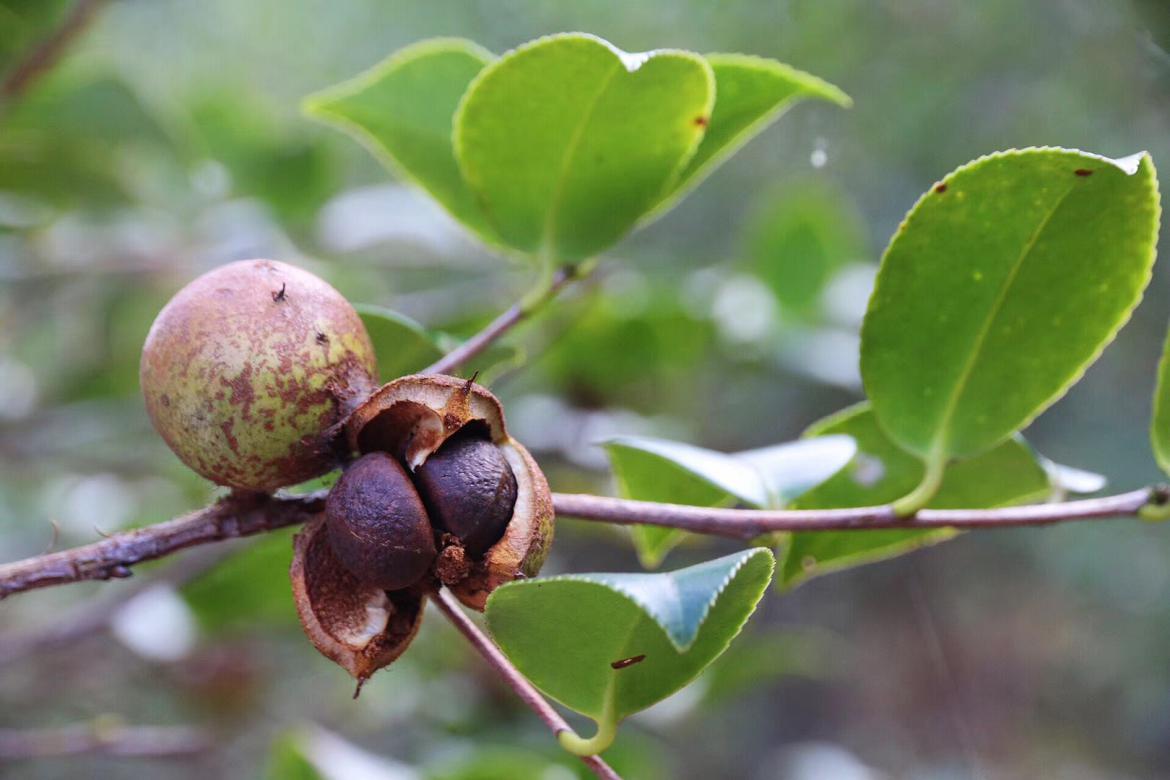 茶油加工车间,山茶油展厅案例