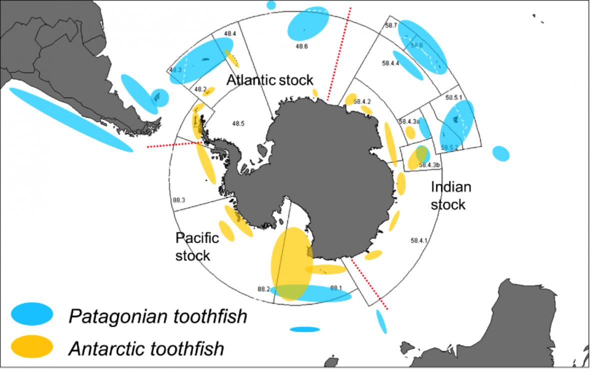 银鳕鱼智商税,银鳕鱼猫腻