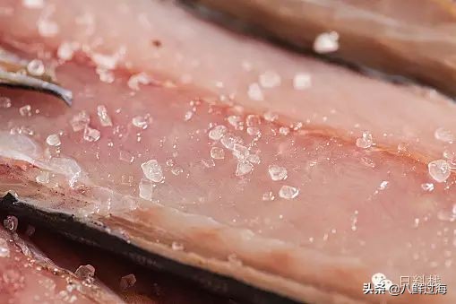 鲭鱼｜虽生犹死的那种境界……