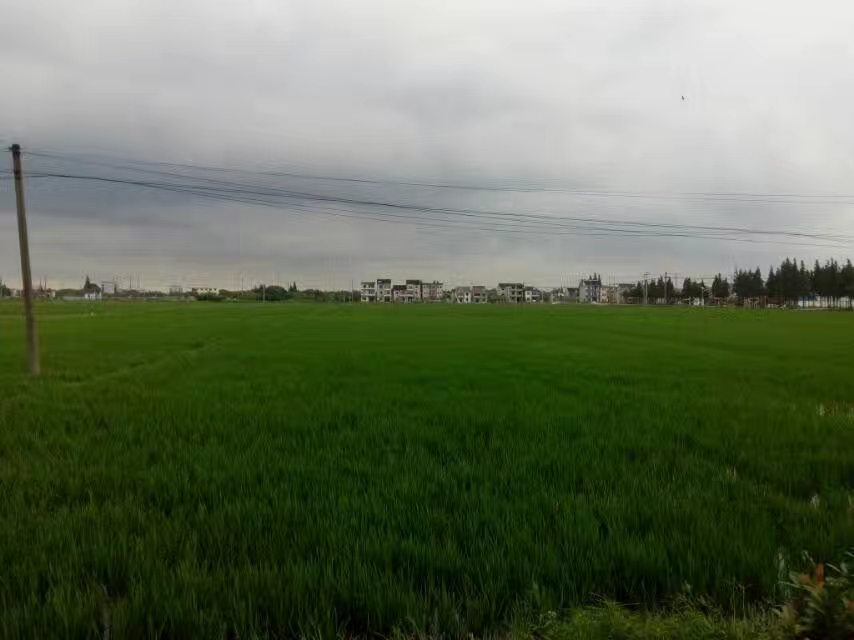 上海的农村民风淳朴，商品放在路边，没有老板，自己扫码拿了就走