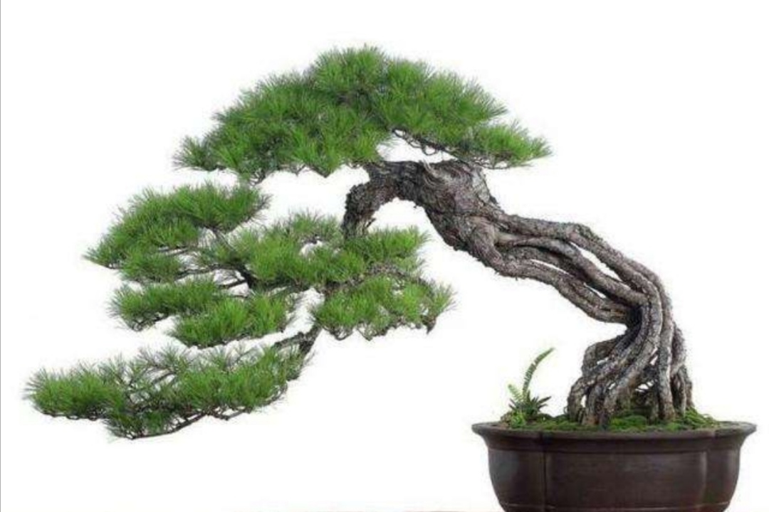 什么样的树耐寒常青可以做盆景,啥树适合做盆景的全过程